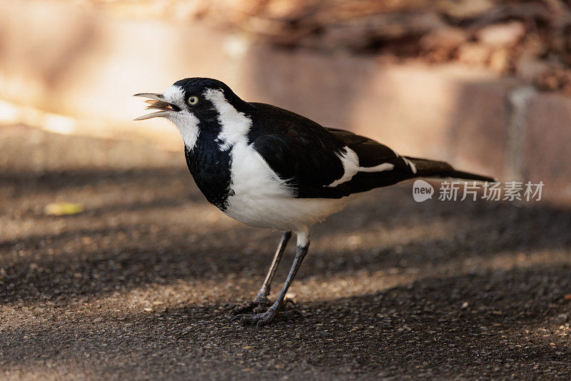 雌性喜鹊云雀(Grallina cyanoleuca)正在用喙吞食一只小昆虫